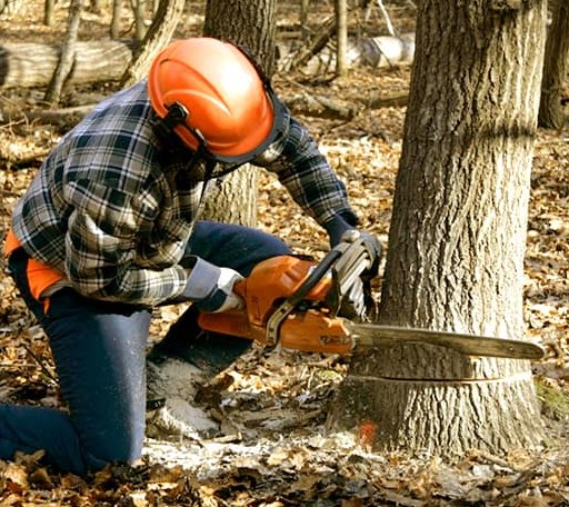 Tree Removal in Calvin, PA